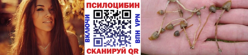Купить закладки  Мещовск  Галлюциногенные грибы Psilocybine cubensis 